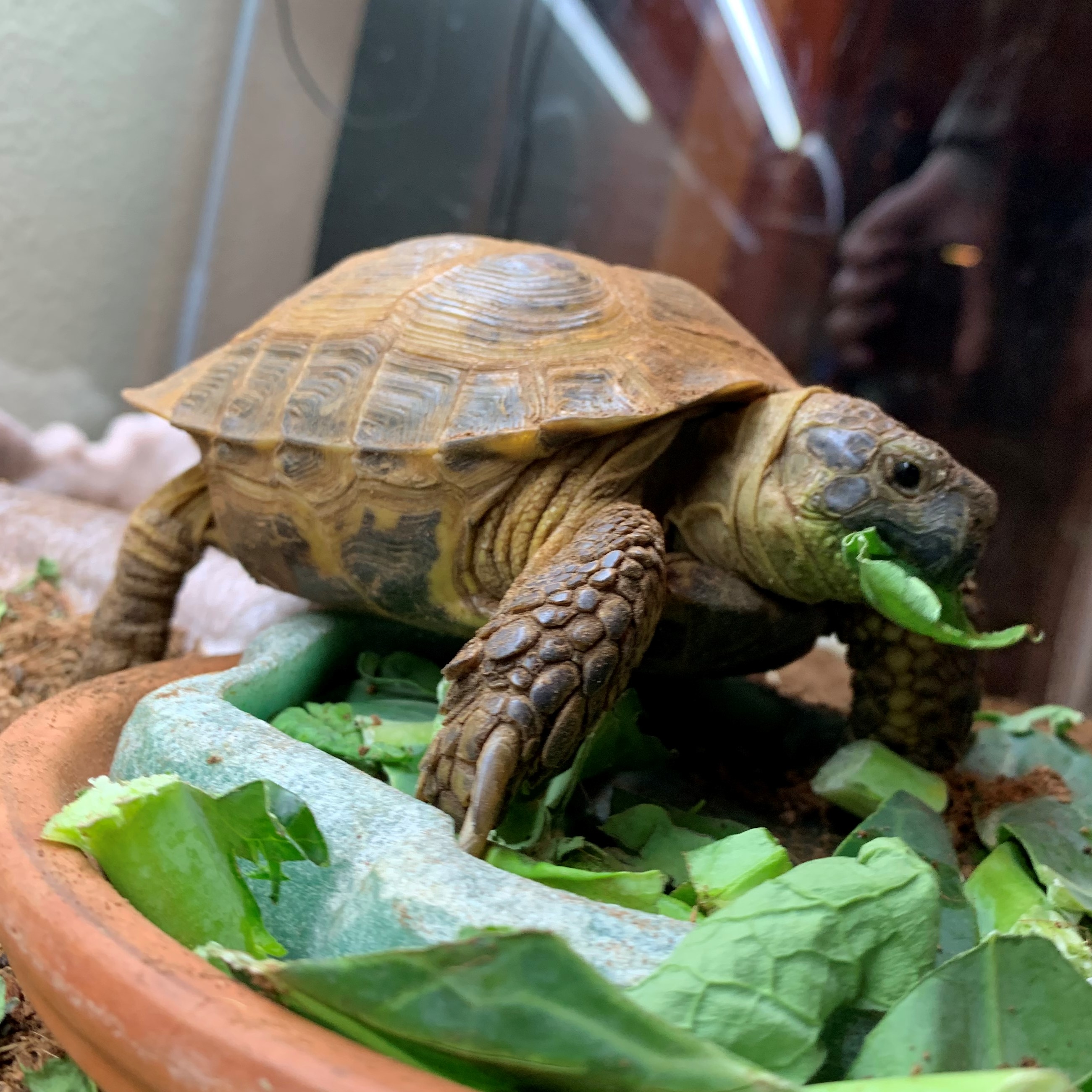 Photograph of the tortoise, Colonel Mustard